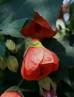 perfect Hibiscus Red Bell