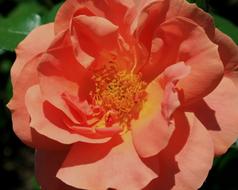 extraordinarily beautiful Rose Bloom Bud