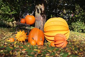 Autumn Lampion Chinese Lanterns