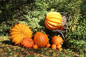 Colorful and beautiful Chinese lantern pumpkins among the plants, in sunlight, in the autumn