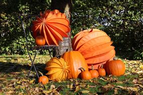 Lampion Chinese Lanterns Autumn