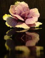 absolutely beautiful Cabbage Flower