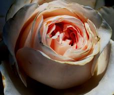 extraordinarily beautiful Densely Arranged