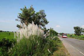 landscape of Kans Grass Saccharum Spontaneum