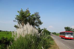 Kans Grass on the side of the road in india