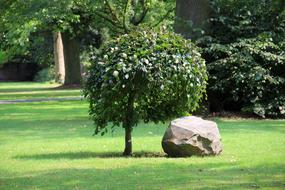 a stone near a green tree in a meadow