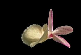 white pink Orchid Blossom