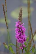Loosestrife Lythrum Salicaria The