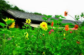 colorful flowers in the village