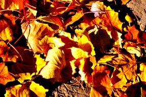 Defoliation Ground leaf