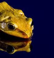 Frog Close Up Mirror