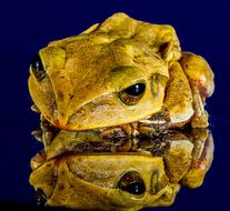 Frog Close Up Mirror