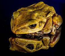 Colorful, cute and beautiful frog, with reflection, at dark background