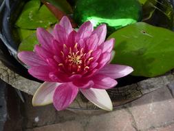 pink water lily in the garden close up