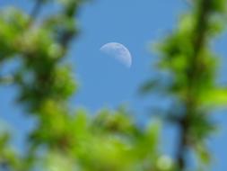 moon in blue sky, green plant