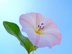 extraordinarily beautiful Flower Bindweed