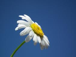 wonderful Daisy White blu sky