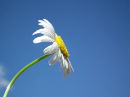 extraordinarily beautiful Daisy White and sky
