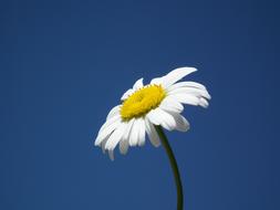incredibly beautiful Flower Daisy White