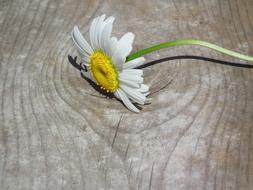 Flower Daisy White wood table