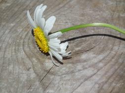 White Daisy on wood