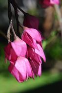 incredibly beautiful Flowers Purple pink