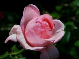 impressively beautiful Flower Bud