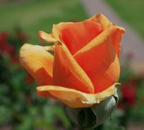 fabulous Bloom Bud