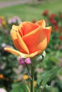 incredibly beautiful Bloom Bud