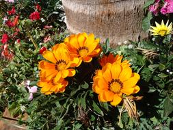 Yellow Flowers at park