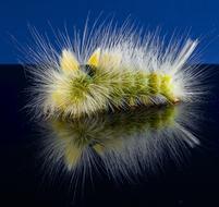 Closeup photo of Caterpillar Hairy Prickly insect