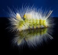 Closeup picture of Caterpillar Hairy Prickly