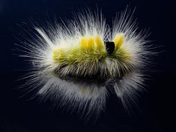 Closeup view of Caterpillar Hairy Prickly
