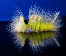 Close-up of the colorful, hairy Calliteara Pudibunda caterpillar, with reflection, at blue background