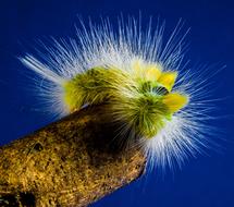 yellow hairy caterpillar close up on blue background