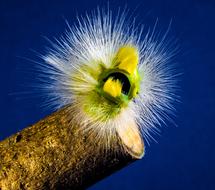 Caterpillar Hairy Prickly Close