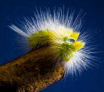 yellow hairy caterpillar close up