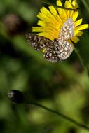 Close-up of the beautiful spotted brown butterfly on the yellow flower