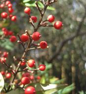 Berries Red Round close-up in blurred background