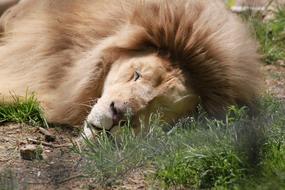 Lion in Zoo Beauvalle