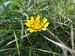 wonderful Bloom Yellow