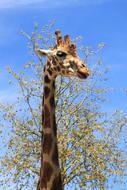 portrait of Giraffe Fauna