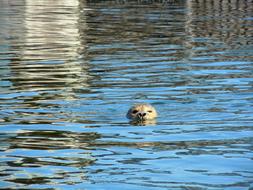 Cute and beautiful seal swimming in the water with ripple and reflections