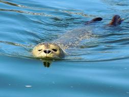 Cute, colorful and beautiful seal swimming in the water with ripple