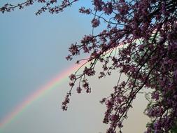 Beautiful and colorful blossoming cherry tree, at background with colorful rainbow