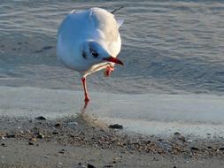 Black Headed Gull Seagull