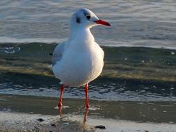 Black Headed Gull on coast