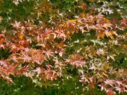 Maple Autumnal Leaves