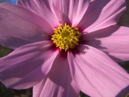 cosmos Flower at sunlight