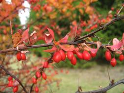 Orange Bush at Autumn